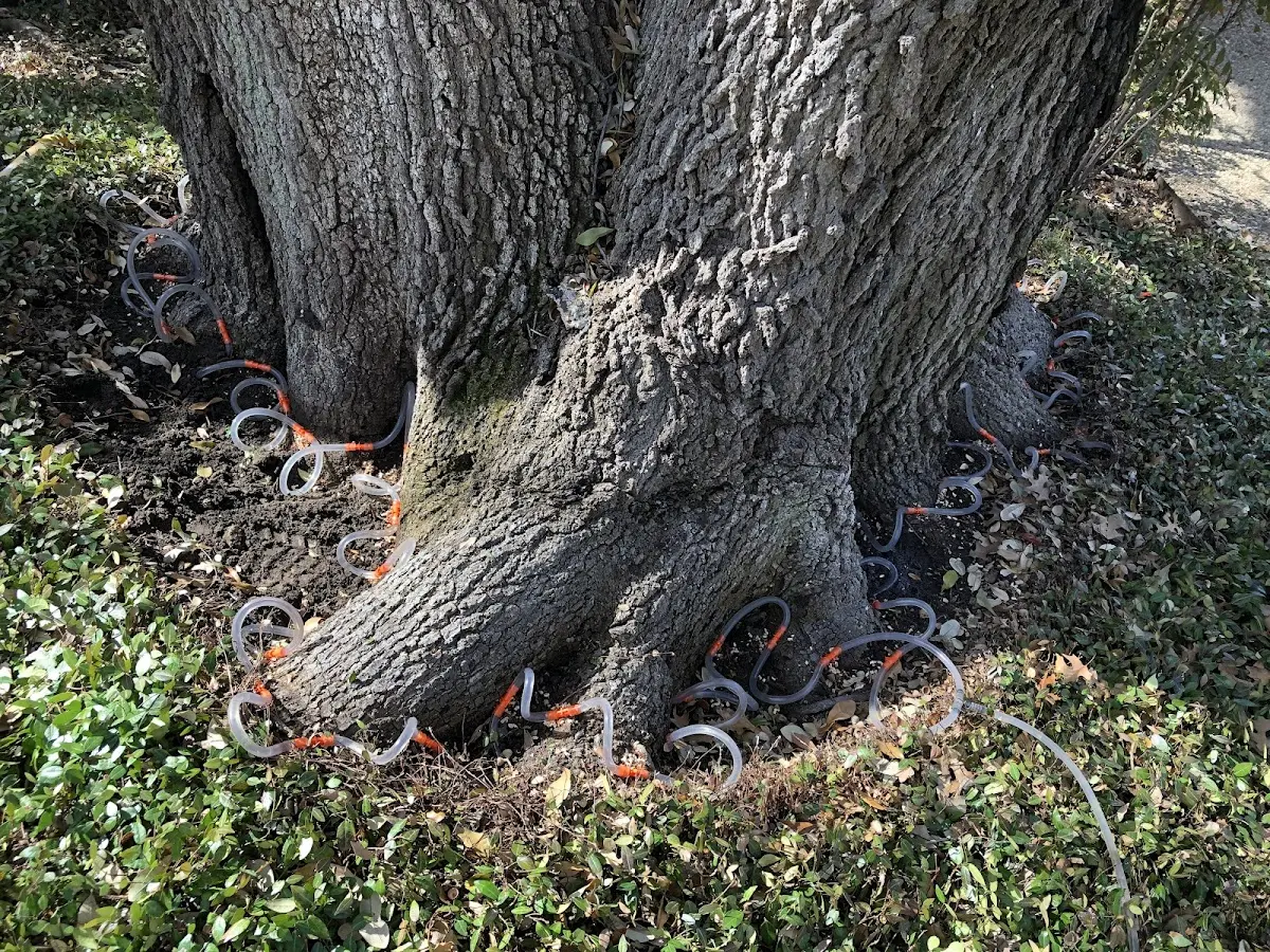 Detailed Tree Cabling and Bracing job site in Blue Springs