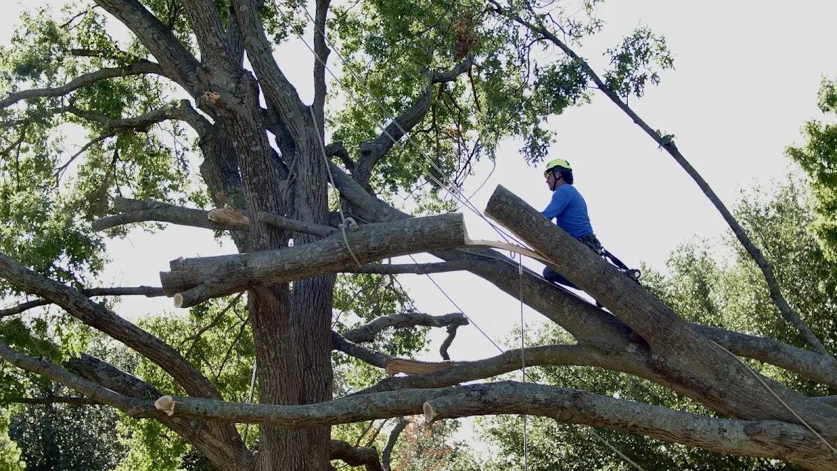 Professional Hazardous Tree Removal performed by certified arborists in Blue Springs