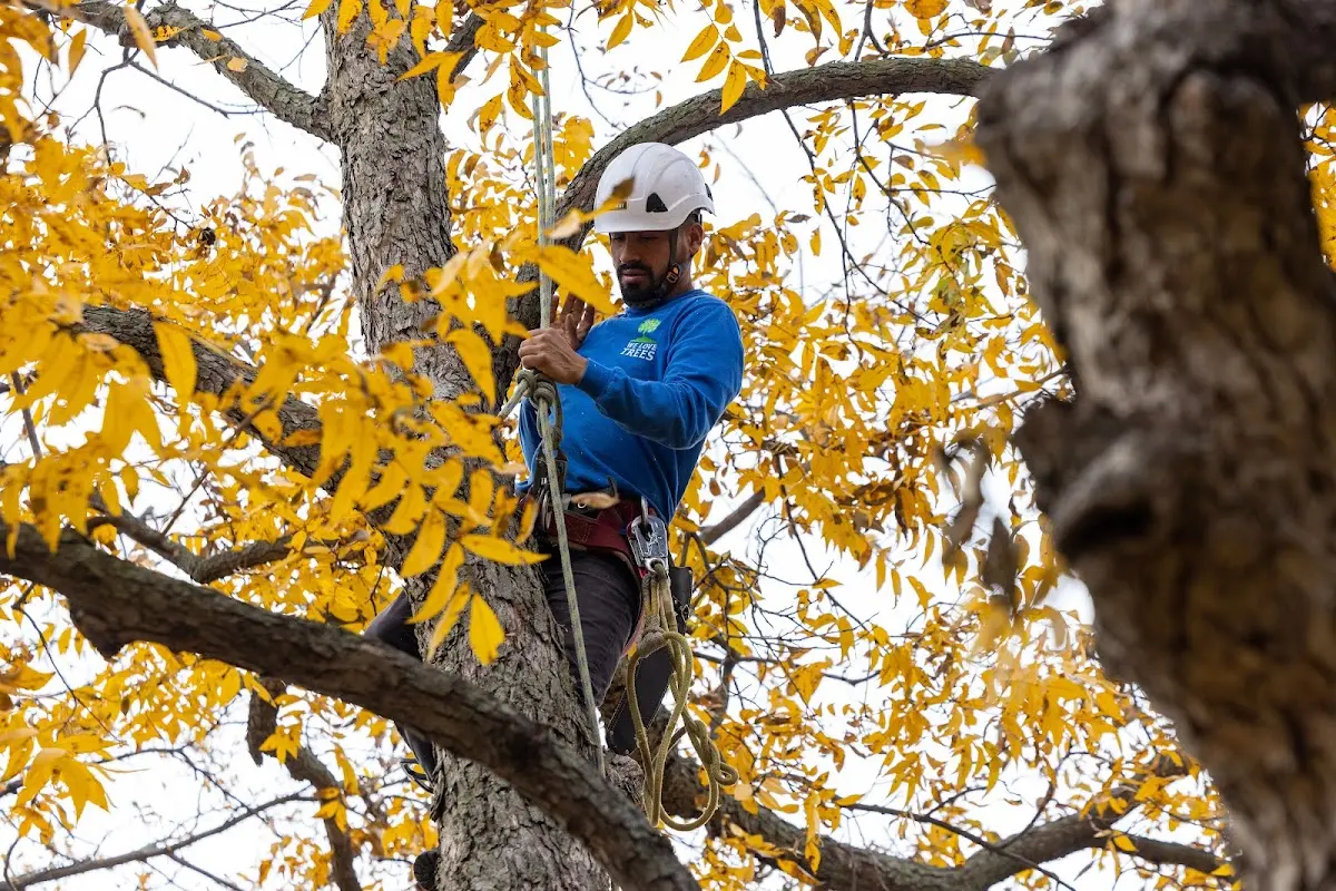 Skilled Dead Tree Removal crew working in Blue Springs